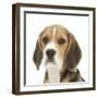 Portrait of a Beagle Puppy-Mark Taylor-Framed Photographic Print