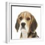 Portrait of a Beagle Puppy-Mark Taylor-Framed Photographic Print