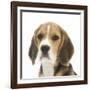 Portrait of a Beagle Puppy-Mark Taylor-Framed Photographic Print