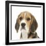 Portrait of a Beagle Puppy-Mark Taylor-Framed Photographic Print