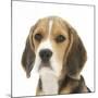 Portrait of a Beagle Puppy-Mark Taylor-Mounted Photographic Print