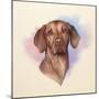 Portrait of A Beautiful Brown Dog.-TanyaZima-Mounted Art Print