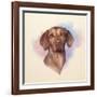 Portrait of A Beautiful Brown Dog.-TanyaZima-Framed Art Print