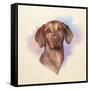 Portrait of A Beautiful Brown Dog.-TanyaZima-Framed Stretched Canvas