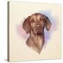 Portrait of A Beautiful Brown Dog.-TanyaZima-Stretched Canvas