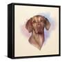 Portrait of A Beautiful Brown Dog.-TanyaZima-Framed Stretched Canvas