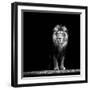 Portrait of a Beautiful Lion, in the Dark-Baranov E-Framed Photographic Print