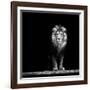 Portrait of a Beautiful Lion, in the Dark-Baranov E-Framed Photographic Print
