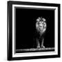 Portrait of a Beautiful Lion, in the Dark-Baranov E-Framed Photographic Print