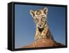 Portrait of a Bengal Tiger Cub Posing on a Rock Against a Blue Sky.  South, Africa.-Karine Aigner-Framed Stretched Canvas