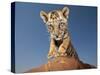 Portrait of a Bengal Tiger Cub Posing on a Rock Against a Blue Sky.  South, Africa.-Karine Aigner-Stretched Canvas