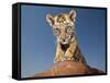 Portrait of a Bengal Tiger Cub Posing on a Rock Against a Blue Sky.  South, Africa.-Karine Aigner-Framed Stretched Canvas