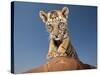 Portrait of a Bengal Tiger Cub Posing on a Rock Against a Blue Sky.  South, Africa.-Karine Aigner-Stretched Canvas