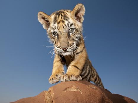 Portrait of a Bengal Tiger Cub Posing on a Rock Against a Blue Sky. South,  Africa.' Photographic Print - Karine Aigner | AllPosters.com