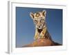 Portrait of a Bengal Tiger Cub Posing on a Rock Against a Blue Sky.  South, Africa.-Karine Aigner-Framed Photographic Print