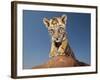 Portrait of a Bengal Tiger Cub Posing on a Rock Against a Blue Sky.  South, Africa.-Karine Aigner-Framed Photographic Print