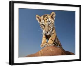 Portrait of a Bengal Tiger Cub Posing on a Rock Against a Blue Sky.  South, Africa.-Karine Aigner-Framed Photographic Print