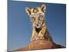 Portrait of a Bengal Tiger Cub Posing on a Rock Against a Blue Sky.  South, Africa.-Karine Aigner-Mounted Photographic Print