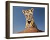 Portrait of a Bengal Tiger Cub Posing on a Rock Against a Blue Sky.  South, Africa.-Karine Aigner-Framed Photographic Print