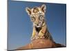 Portrait of a Bengal Tiger Cub Posing on a Rock Against a Blue Sky.  South, Africa.-Karine Aigner-Mounted Photographic Print