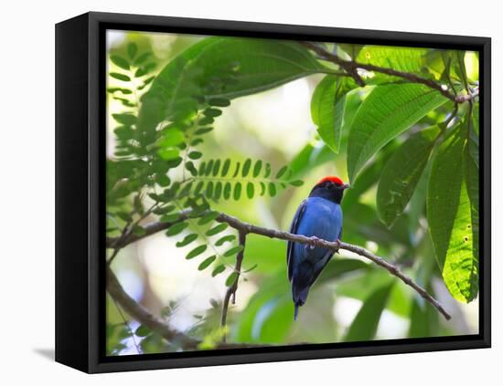 Portrait of a Bird with Colorful Plumage-Alex Saberi-Framed Stretched Canvas