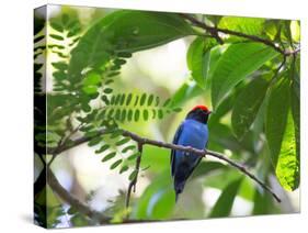 Portrait of a Bird with Colorful Plumage-Alex Saberi-Stretched Canvas