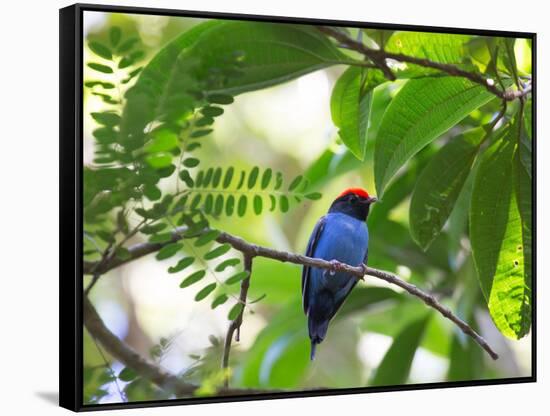 Portrait of a Bird with Colorful Plumage-Alex Saberi-Framed Stretched Canvas