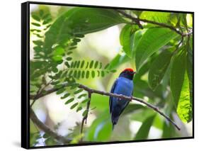 Portrait of a Bird with Colorful Plumage-Alex Saberi-Framed Stretched Canvas