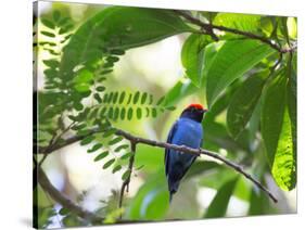 Portrait of a Bird with Colorful Plumage-Alex Saberi-Stretched Canvas
