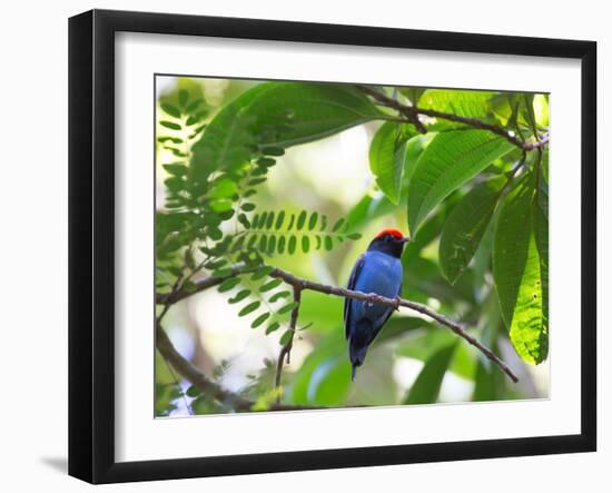Portrait of a Bird with Colorful Plumage-Alex Saberi-Framed Premium Photographic Print