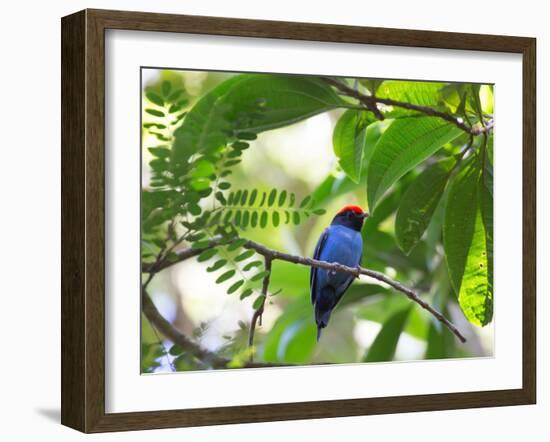 Portrait of a Bird with Colorful Plumage-Alex Saberi-Framed Photographic Print