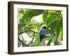 Portrait of a Bird with Colorful Plumage-Alex Saberi-Framed Photographic Print