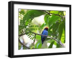 Portrait of a Bird with Colorful Plumage-Alex Saberi-Framed Photographic Print