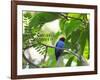 Portrait of a Bird with Colorful Plumage-Alex Saberi-Framed Photographic Print