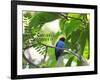 Portrait of a Bird with Colorful Plumage-Alex Saberi-Framed Photographic Print