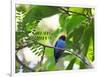 Portrait of a Bird with Colorful Plumage-Alex Saberi-Framed Photographic Print