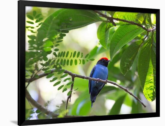 Portrait of a Bird with Colorful Plumage-Alex Saberi-Framed Photographic Print