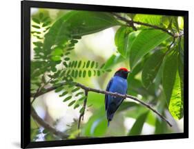 Portrait of a Bird with Colorful Plumage-Alex Saberi-Framed Photographic Print