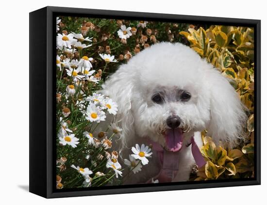 Portrait of a Bishon Frise Sitting in the Daisies-Zandria Muench Beraldo-Framed Stretched Canvas