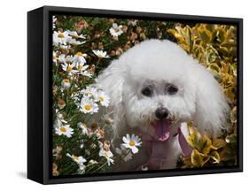 Portrait of a Bishon Frise Sitting in the Daisies-Zandria Muench Beraldo-Framed Stretched Canvas