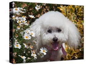 Portrait of a Bishon Frise Sitting in the Daisies-Zandria Muench Beraldo-Stretched Canvas
