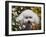 Portrait of a Bishon Frise Sitting in the Daisies-Zandria Muench Beraldo-Framed Photographic Print