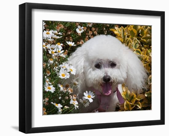Portrait of a Bishon Frise Sitting in the Daisies-Zandria Muench Beraldo-Framed Photographic Print
