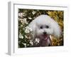 Portrait of a Bishon Frise Sitting in the Daisies-Zandria Muench Beraldo-Framed Photographic Print