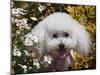 Portrait of a Bishon Frise Sitting in the Daisies-Zandria Muench Beraldo-Mounted Photographic Print