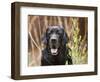 Portrait of a Black Labrador Retriever Sitting by Some Yellow Flowers-Zandria Muench Beraldo-Framed Photographic Print