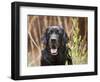 Portrait of a Black Labrador Retriever Sitting by Some Yellow Flowers-Zandria Muench Beraldo-Framed Photographic Print