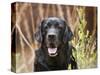 Portrait of a Black Labrador Retriever Sitting by Some Yellow Flowers-Zandria Muench Beraldo-Stretched Canvas