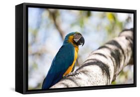 Portrait of a Blue and Yellow Macaw Sitting on a Tree Branch in Bonito, Brazil-Alex Saberi-Framed Stretched Canvas