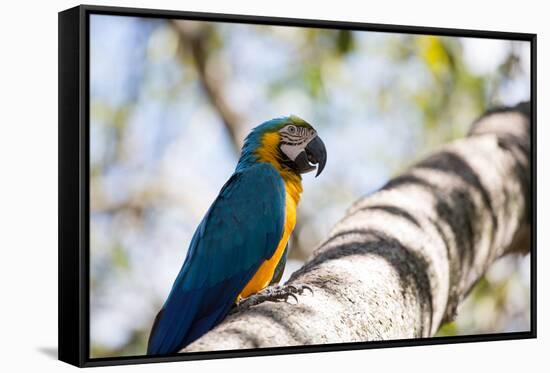 Portrait of a Blue and Yellow Macaw Sitting on a Tree Branch in Bonito, Brazil-Alex Saberi-Framed Stretched Canvas